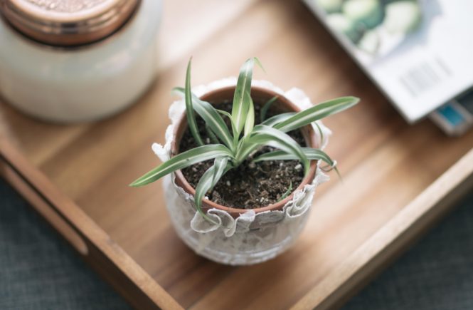 Best Indoor Plants | Beginners