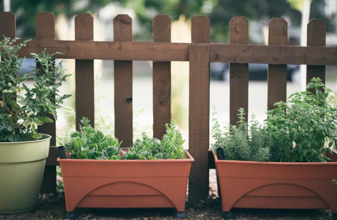 Urban Gardening for Beginners